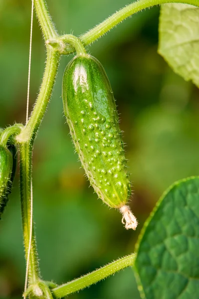 Grüne Gurken mit Blüten hängen an einem grünen Zweig, der im Garten wächst. — Stockfoto