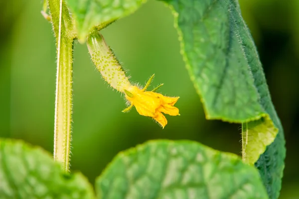 花と蔓のキュウリの葉 — ストック写真