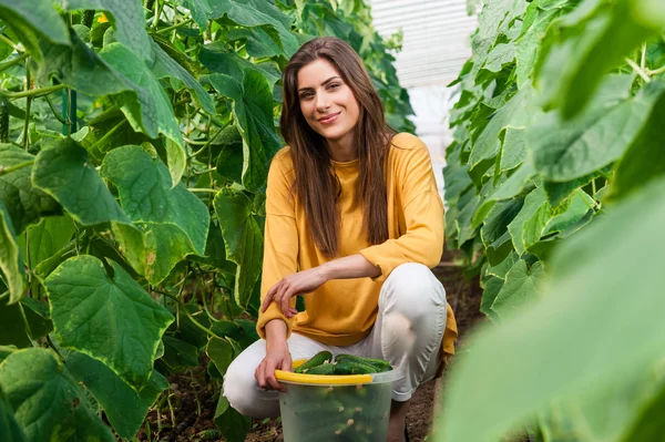 Jonge mooie vrouw in een kas oogsten komkommers — Stockfoto