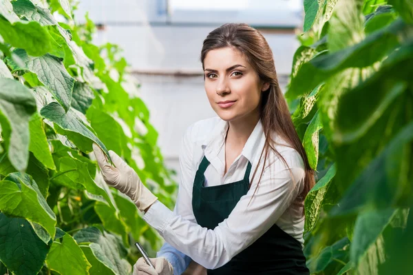 Retrato de una joven en el trabajo en invernadero — Foto de Stock