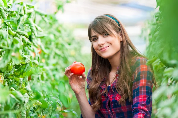 Молода жінка в теплиці з помідорами, збирання . — стокове фото