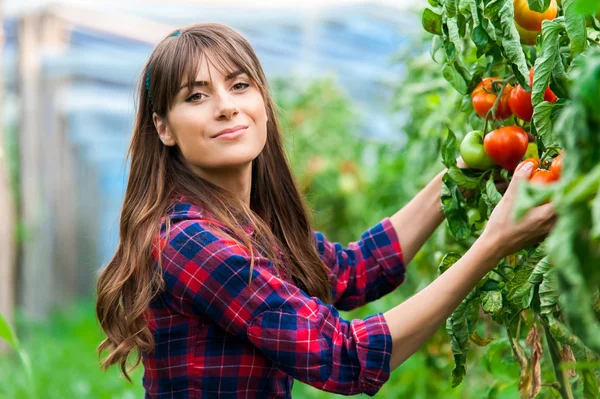 Jovem em estufa com tomate, colheita . — Fotografia de Stock