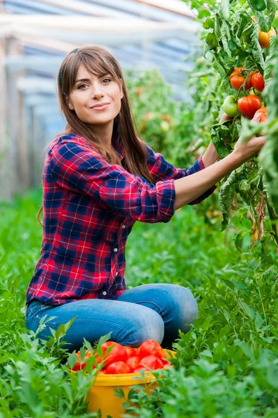 Giovane donna in serra con pomodori, raccolta . — Foto Stock