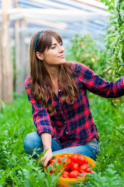 Ung kvinna i ett växthus med tomater, skörd. — Stockfoto