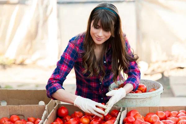 Молода жінка вибирає помідори і кладе їх у коробки на продаж. Тримаючи помідори в руці і посміхаючись . — стокове фото