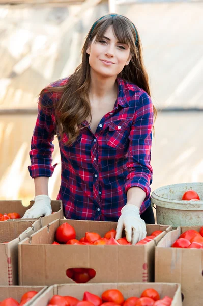 Jeune femme sélectionnant les tomates et les plaçant dans des boîtes à vendre. Tenir les tomates à la main et sourire . — Photo