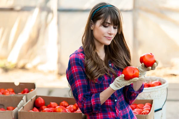 Tenendo in mano i pomodori e sorridendo . — Foto Stock