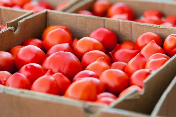 Boîtes pleines de tomates — Photo