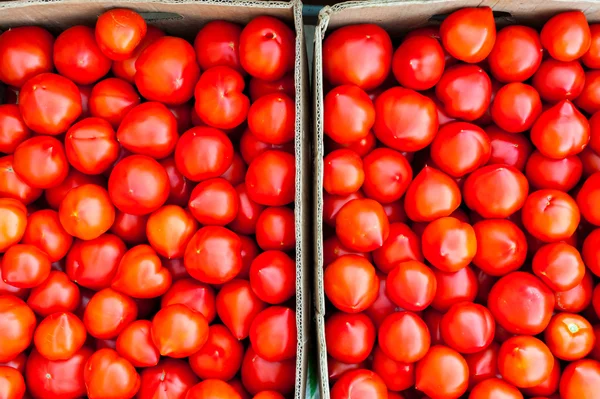Krabice plné rajčat — Stock fotografie
