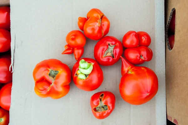 Hastalığı ile domates — Stok fotoğraf