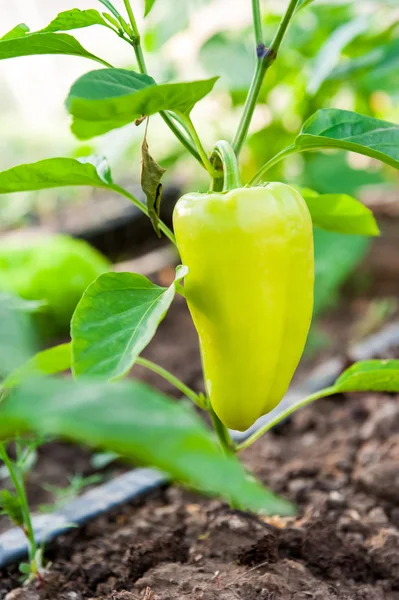 Paprika im Gewächshaus. — Stockfoto