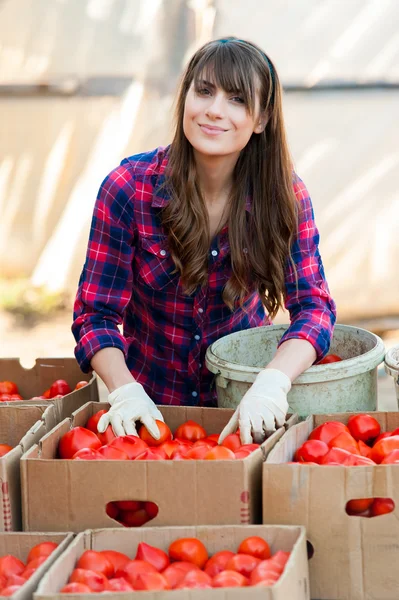 Giovane donna che seleziona i pomodori e metterli in scatole per la vendita. Tenendo in mano i pomodori e sorridendo . — Foto Stock