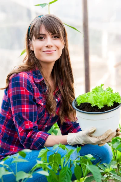 Молода жінка тримає розсаду салату в теплиці . — стокове фото