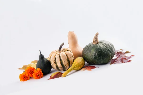 Concept d'automne et de Thanksgiving. Saisonnier, citrouilles isolées fond . — Photo