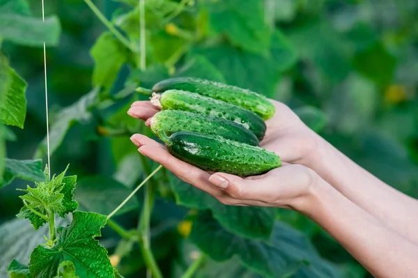 Vrouw handen close-up bedrijf vers komkommers Stockfoto