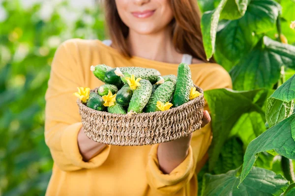 Basket with cucumbers close-up. Stock Image