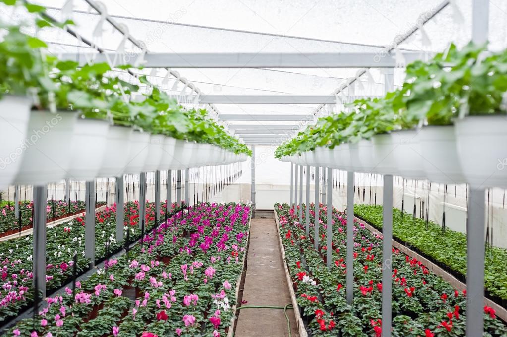 Flower culture in hanging pots in a greenhouse