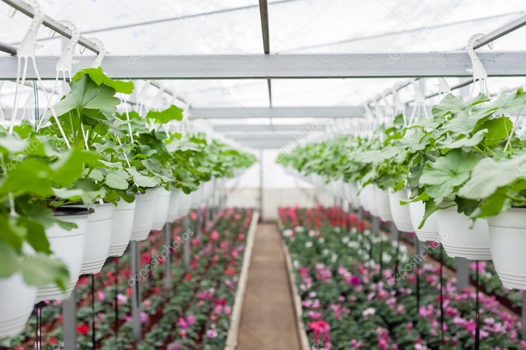 Flower culture in hanging pots in a greenhouse