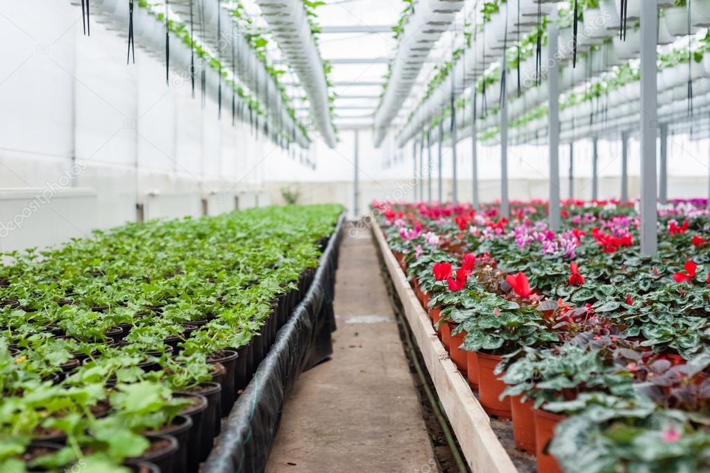 Multicolored flower culture in a greenhouse