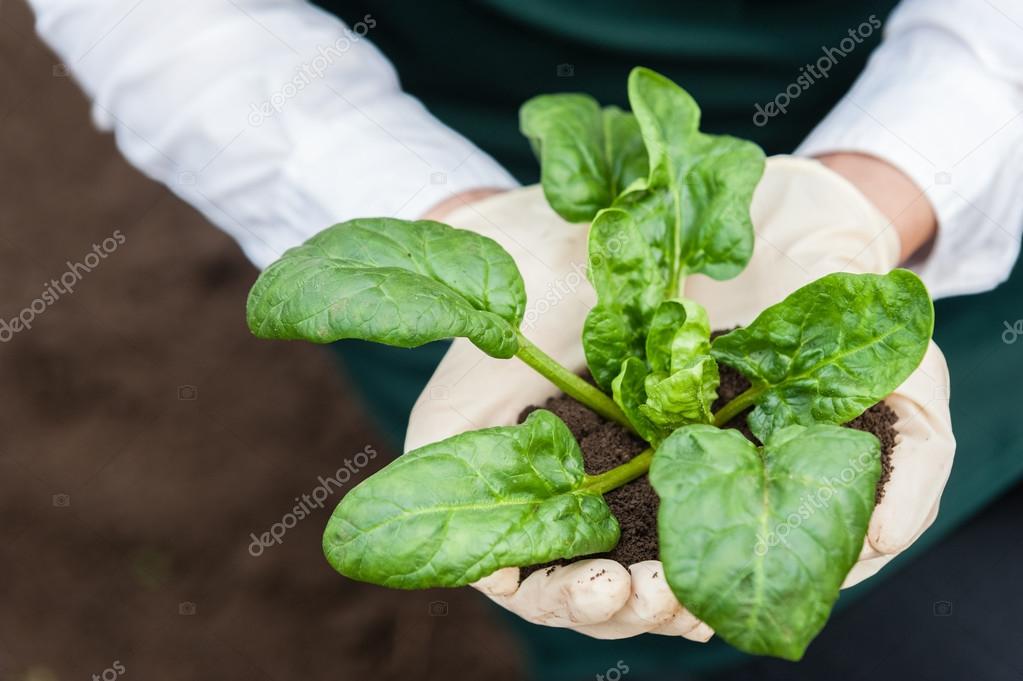 Close-up of a young researcher technician woman hands in greenhouse,