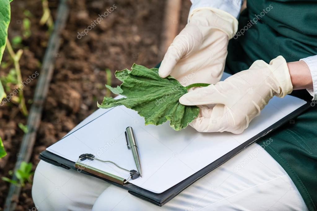 Biotechnology woman engineer with a clipboard and pen examining plant leaf for disease!