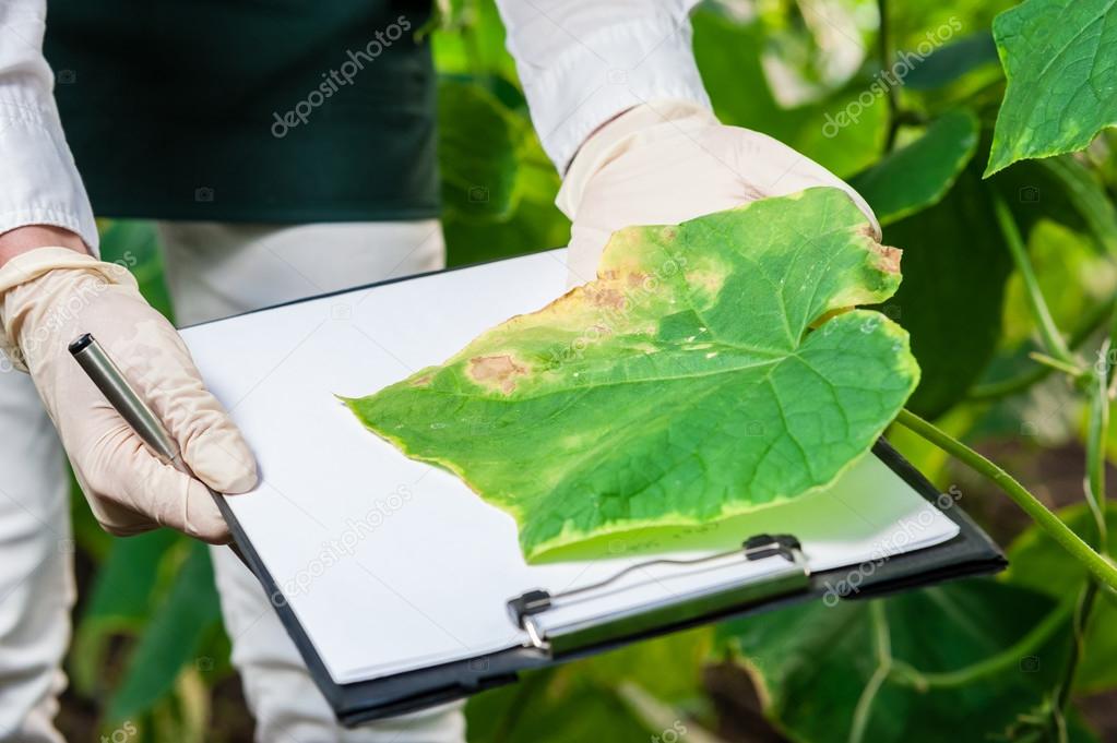 Biotechnology woman engineer with a clipboard and pen examining plant leaf for disease!