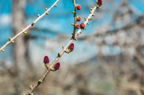 De vertakking van de beslissingsstructuur van Pine — Stockfoto