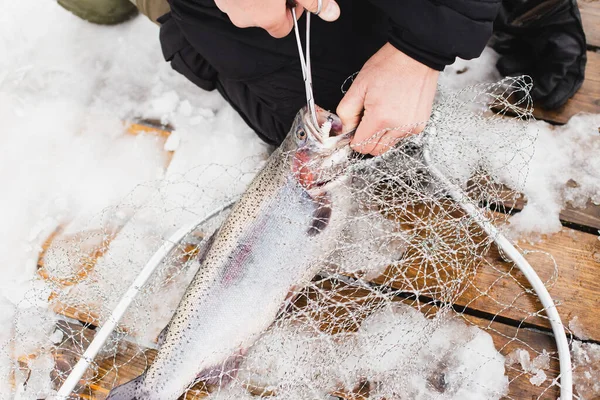 Fisherman takes hook out mouth of fish. Winter, spring fishing on paid snow covered ice pond, lake in country club. Catching with spinner,bait, net, spinning rods. Men's hobby. Cold frozen weather.