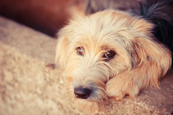 üzgün köpek sahibini bir mahkemede bekler