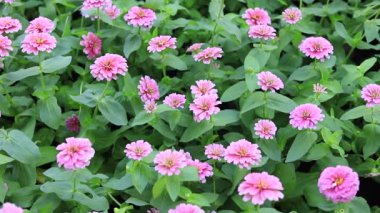 Pembe Zinnia çiçeği (Zinnia ihlal Cav. Zinnia parktaki çiçekleri siler..