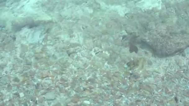 Морская Вода Прозрачна Глядя Песок Камень Внизу — стоковое видео