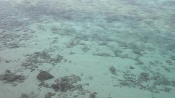 Woda Morska Jest Bardzo Przejrzysta Spogląda Piasek Kamień Poniżej — Wideo stockowe