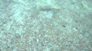 Deniz suyu çok temiz. Aşağıdaki kum ve taşa bakıyor..