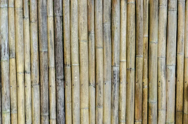 담장의 배경이 대나무 — 스톡 사진