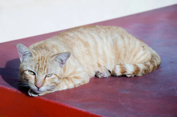 Kedi Uzandı Beyaz Arka Planda Ileriye Baktı — Stok fotoğraf