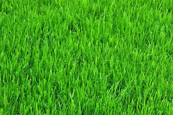 緑の草の背景色. — ストック写真