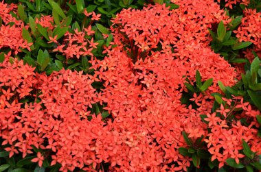 MahS çiçek, Batı Hint Yasemin, MahS chinensis la buket