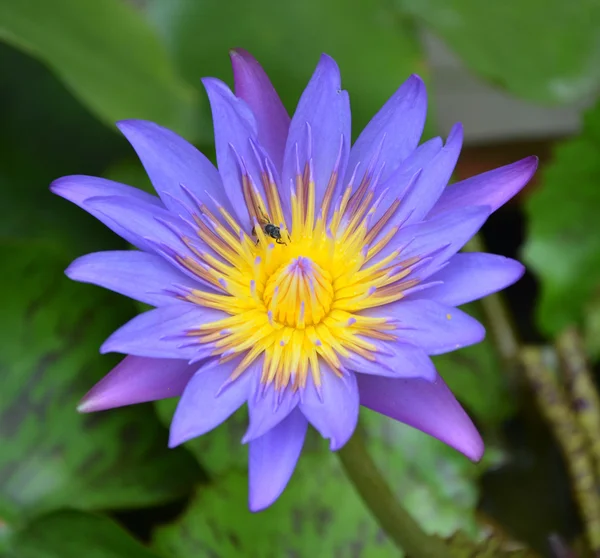 Single violet lotus — Stock Photo, Image