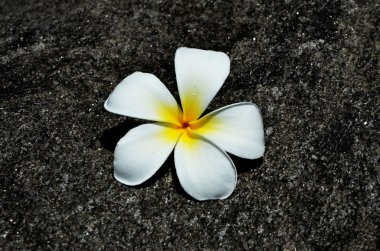 Kayadaki beyaz çiçek