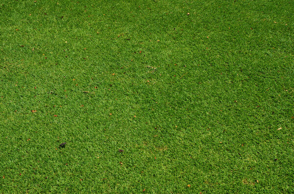 close up green grass