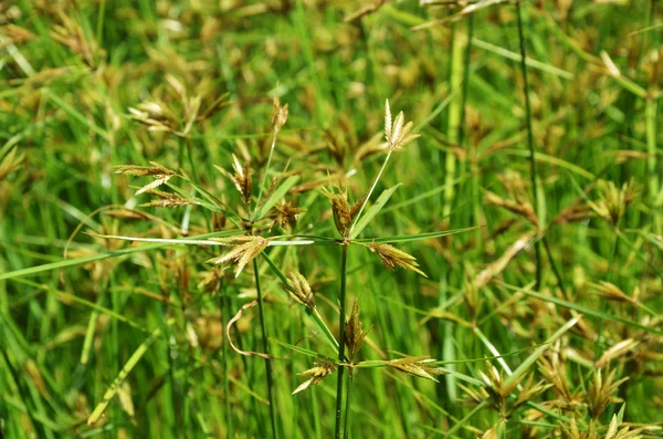 Tajlandia zielona trawa w podmokłych — Zdjęcie stockowe