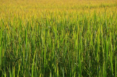 Yeşil pirinç tarlası arka planı