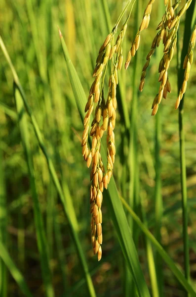 Materiał siewny ryżu tajskiego — Zdjęcie stockowe