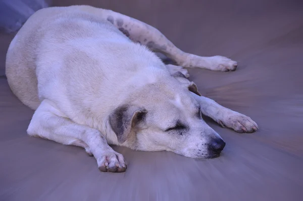 Cão gordo está dormindo — Fotografia de Stock