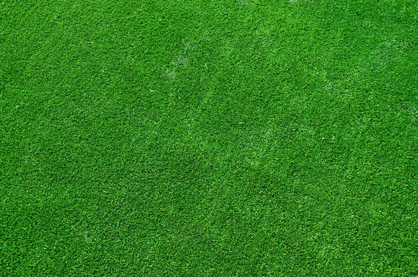 Image libre: herbe verte, texture