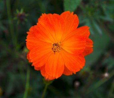 Tay cosmos Çiçek bahçesinde