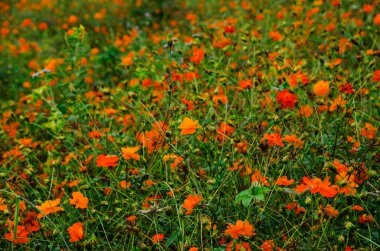 Bahçede kozmos çiçeği