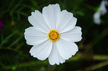 Tay cosmos Çiçek bahçesinde