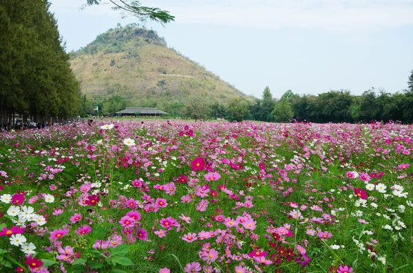 Thai cosmos flower — Stock Photo, Image