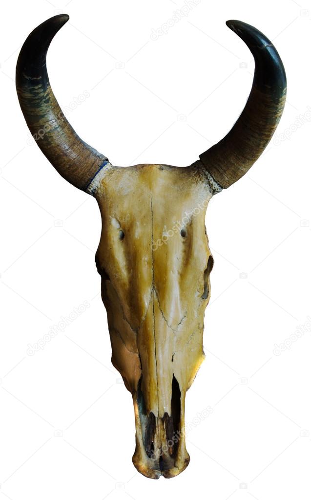skull of asia cow